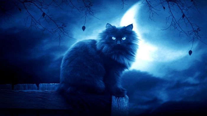 moon cat blue