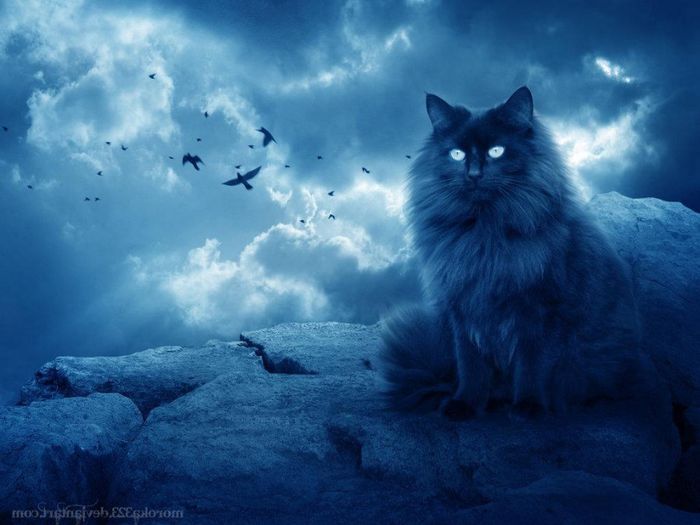 ppp cat - Blue cat