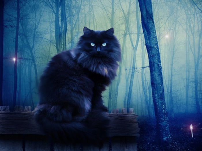 black_cat_by_orderofshadows-d45zq4l - Blue cat