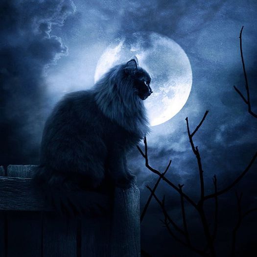 cat blue moon - Blue cat