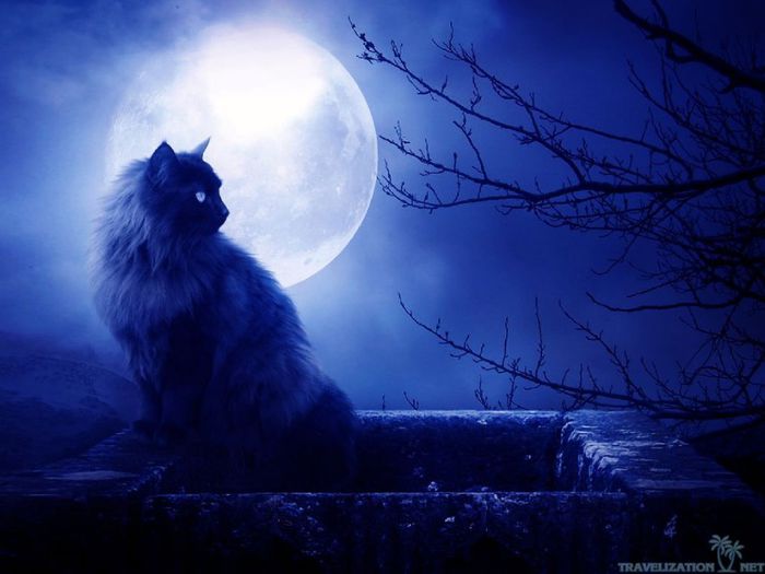 cat blue moonn
