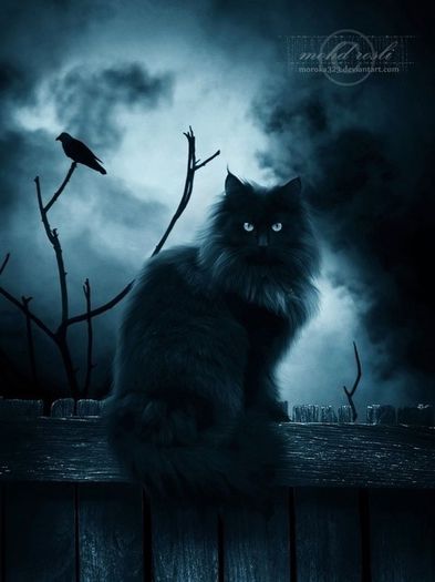 black-cat-at-night---big-photo- - Blue cat