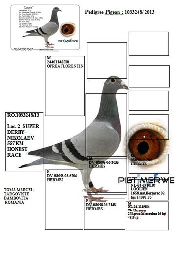 pigeon_pedigree_1385669740[1] - achizitii porumbei 2013