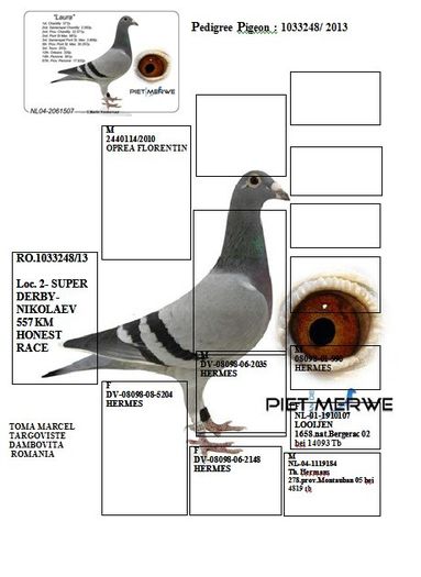 pigeon_pedigree_1385669740[1]