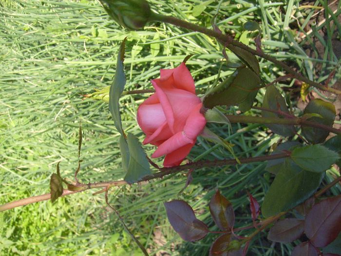 060