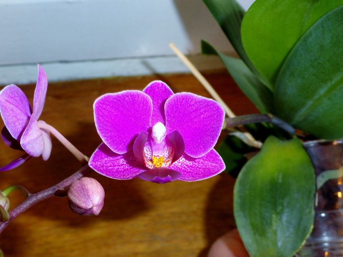  - Orhidee Phalaenopsis