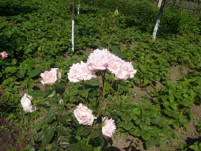 067 - Trandafiri gradina 2013