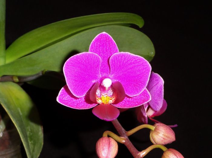 Miniphalaenopsis - Orhidee Phalaenopsis