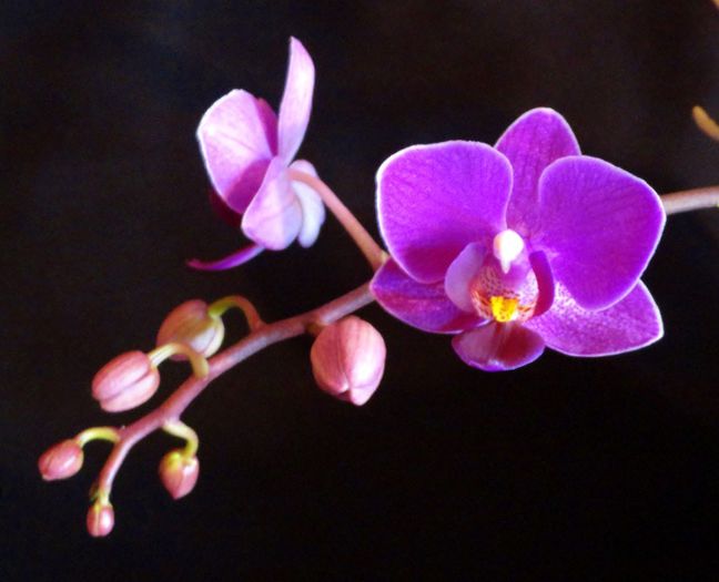  - Orhidee Phalaenopsis