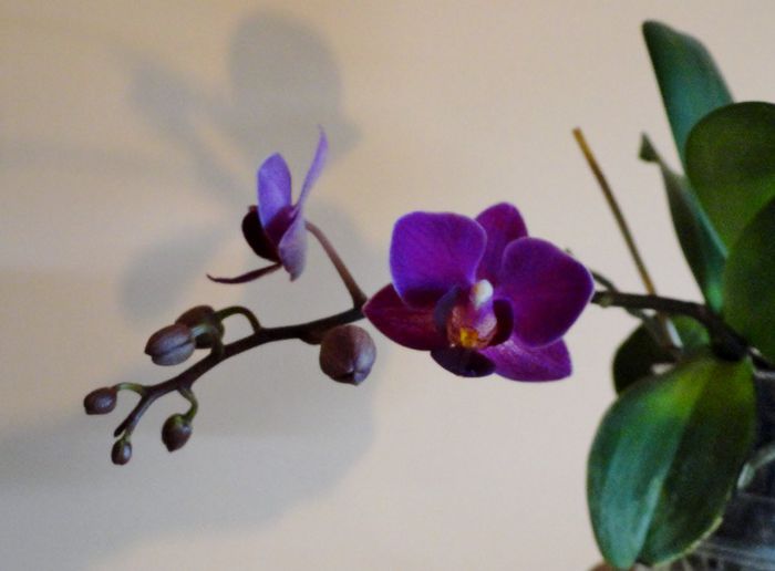  - Orhidee Phalaenopsis