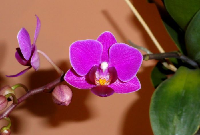  - Orhidee Phalaenopsis
