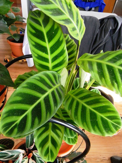 CALATHEA  ZEBRINA - FLORILE MELE