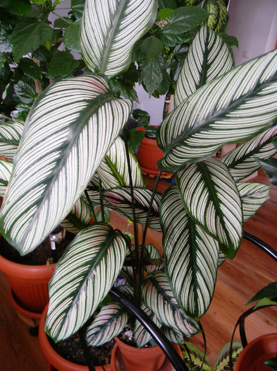 CALATHEA WHITE STRIP - FLORILE MELE