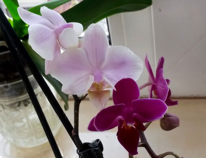 2x mini phalaenopsis - Orhidee Phalaenopsis