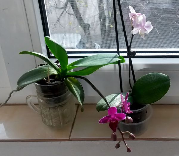  - Orhidee Phalaenopsis