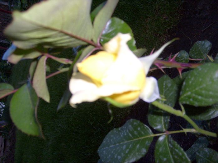 091