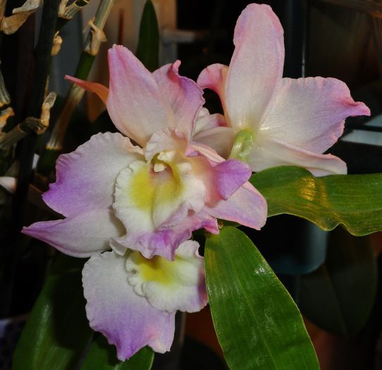  - Orhidee Dendrobium nobile