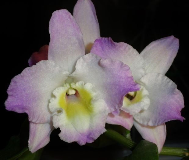 - Orhidee Dendrobium nobile