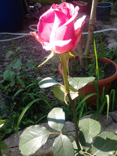 125 - Trandafiri gradina 2013