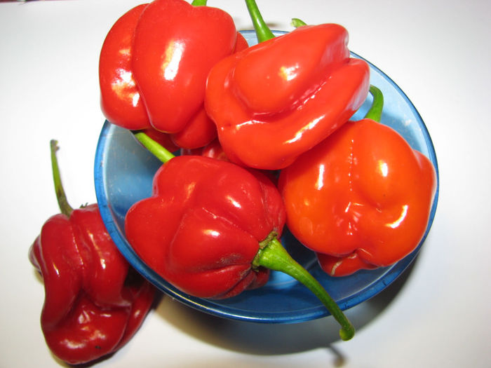 Scotch Bonnet