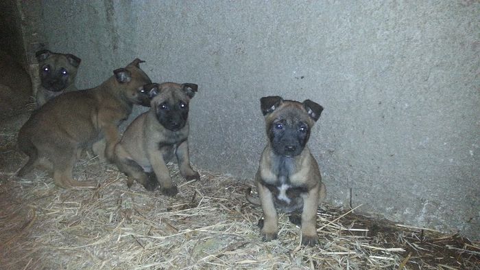 20131129_191016 - De vanzare catei Ciobanesc Belgian Malinois