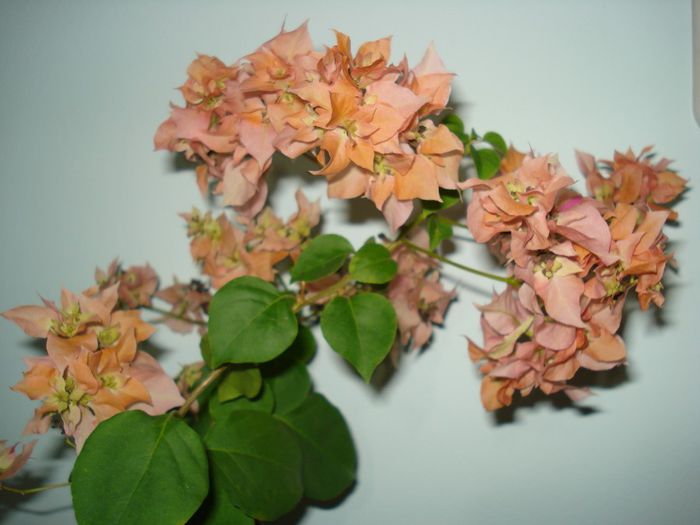 Thai Gold - BOUGAINVILLEA