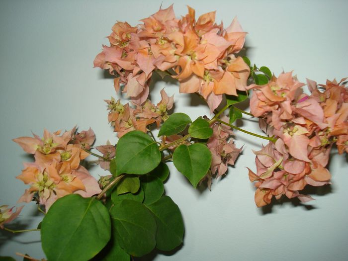 Thai Gold - BOUGAINVILLEA