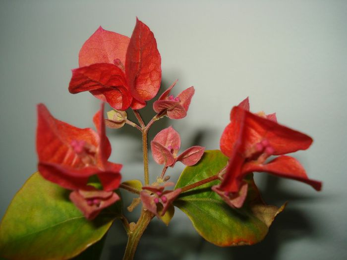  - BOUGAINVILLEA