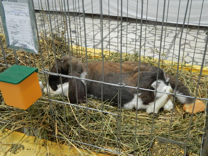 DSCN1565 - 04 Expozitia nationala si Cupa Banatului Sannicolau Mare 2013