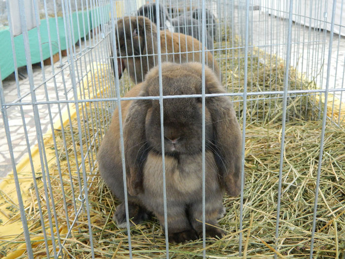 DSCN1567 - 04 Expozitia nationala si Cupa Banatului Sannicolau Mare 2013