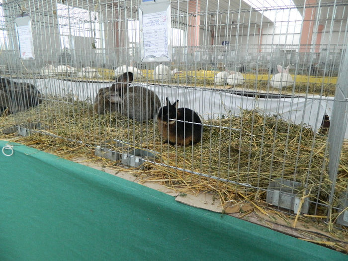 DSCN1568 - 04 Expozitia nationala si Cupa Banatului Sannicolau Mare 2013