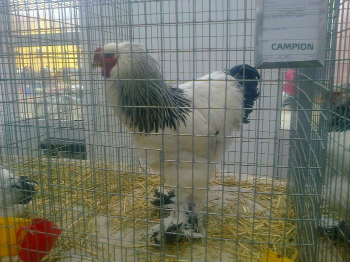 Expo Sannicolau 002