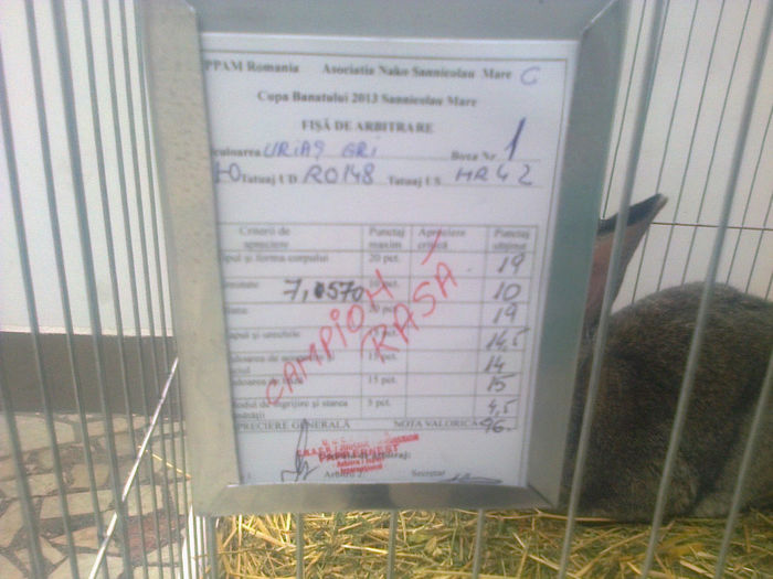 Expo Sannicolau 005
