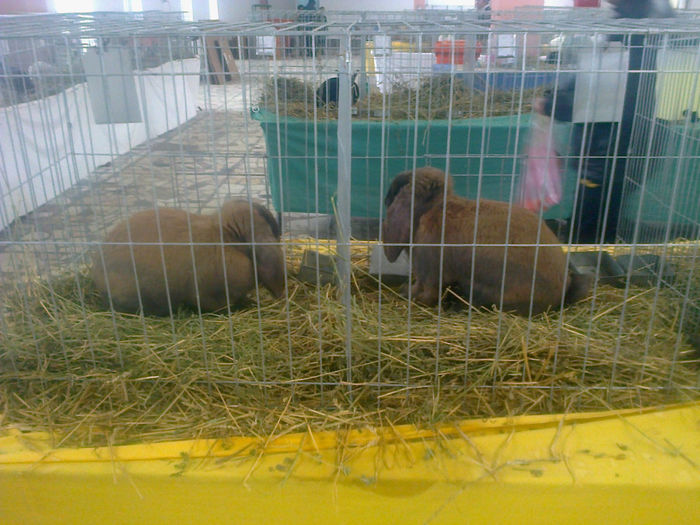 Expo Sannicolau 015