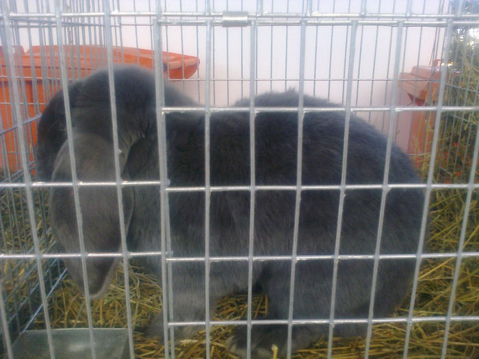 Expo Sannicolau 019