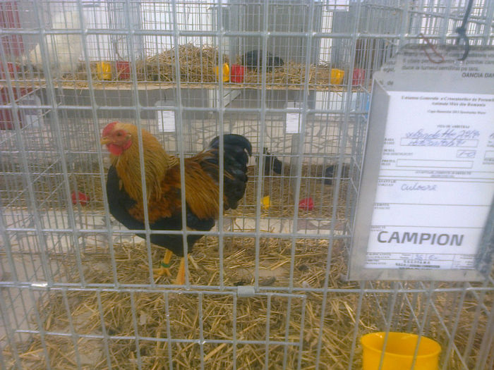 Expo Sannicolau 082