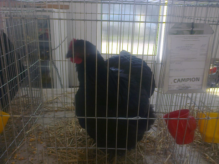 Expo Sannicolau 086