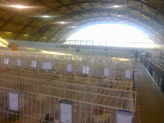 Expo Sannicolau 087