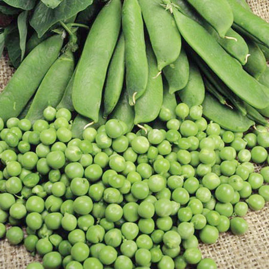 Mazare Kelvedon Woander - De vanzare seminte -legume-mirodenii-flori-arbori