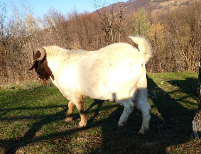 Tap 3 ani; Acesta nu este de vanzare , este tatal tapicilor de 6 luni ce sunt de vanzare
