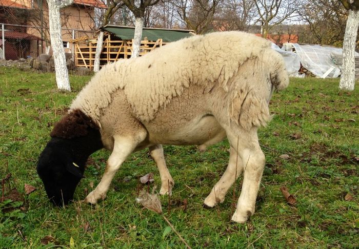 Berbec 8 luni va fi folosit in 2014 la monta - Berbeci dorper de vanzare