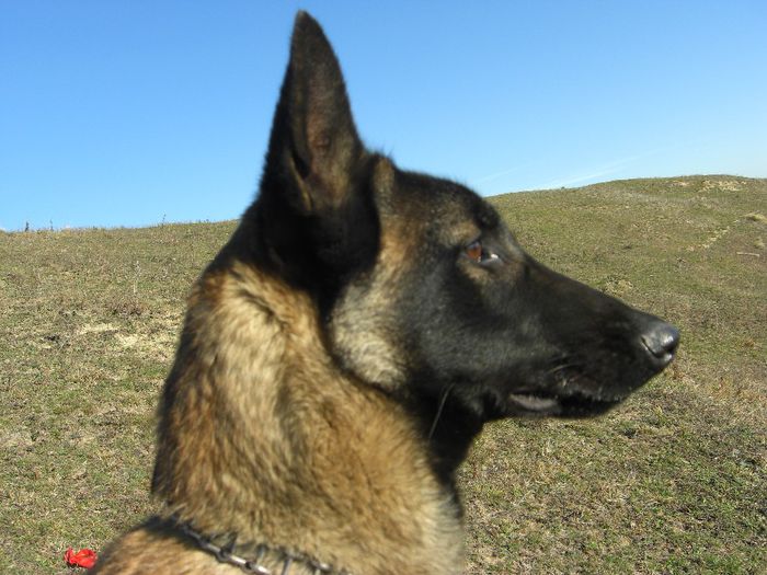 ringo28.11.2013 (165)