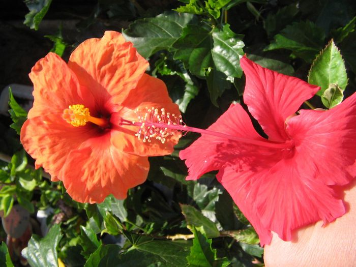 IMG_3474 - Hibiscus Grup