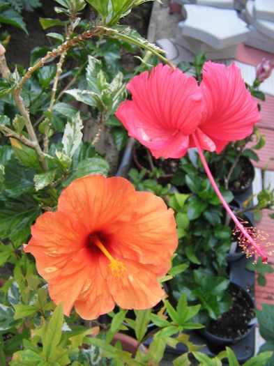 IMG_3653 - Hibiscus Grup