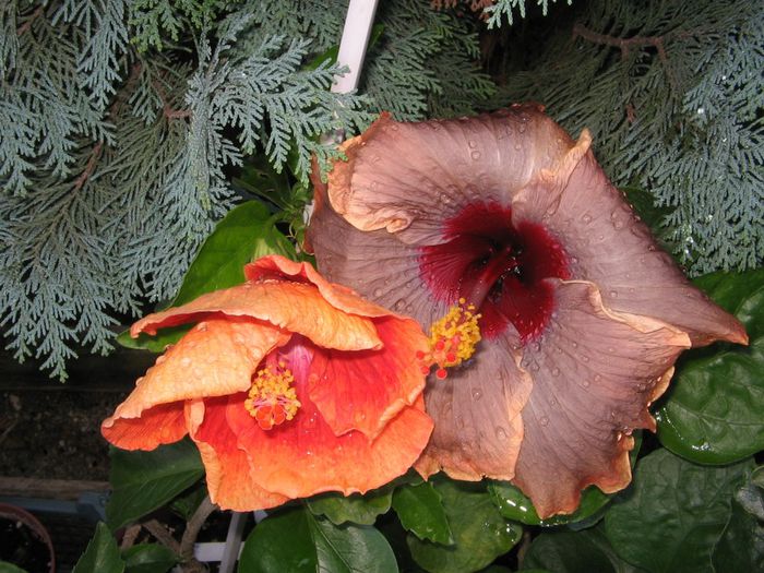 IMG_0094 - Hibiscus Grup