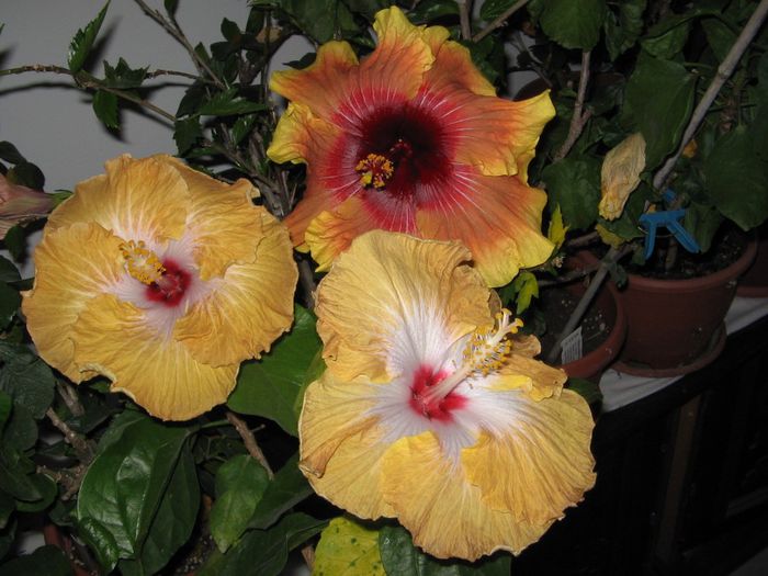 IMG_0358 - Hibiscus Grup