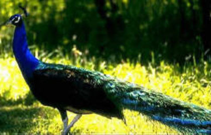 bsmale; pozele sunt de pe net
http://peacockgirl.tripod.com/Peafowl_Variet/Database_Homex.html
