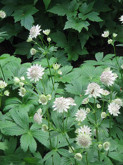 450px-Astrantia_major02 - minuni ale naturii create de Dumnezeu 5