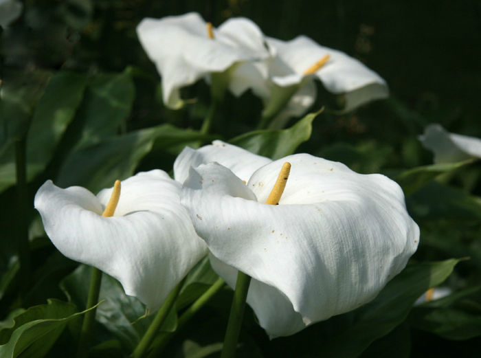 arums - minuni ale naturii create de Dumnezeu 5