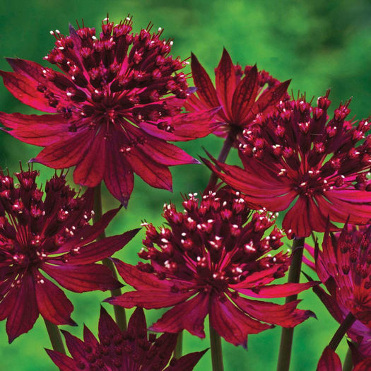astrantia major venice - minuni ale naturii create de Dumnezeu 5